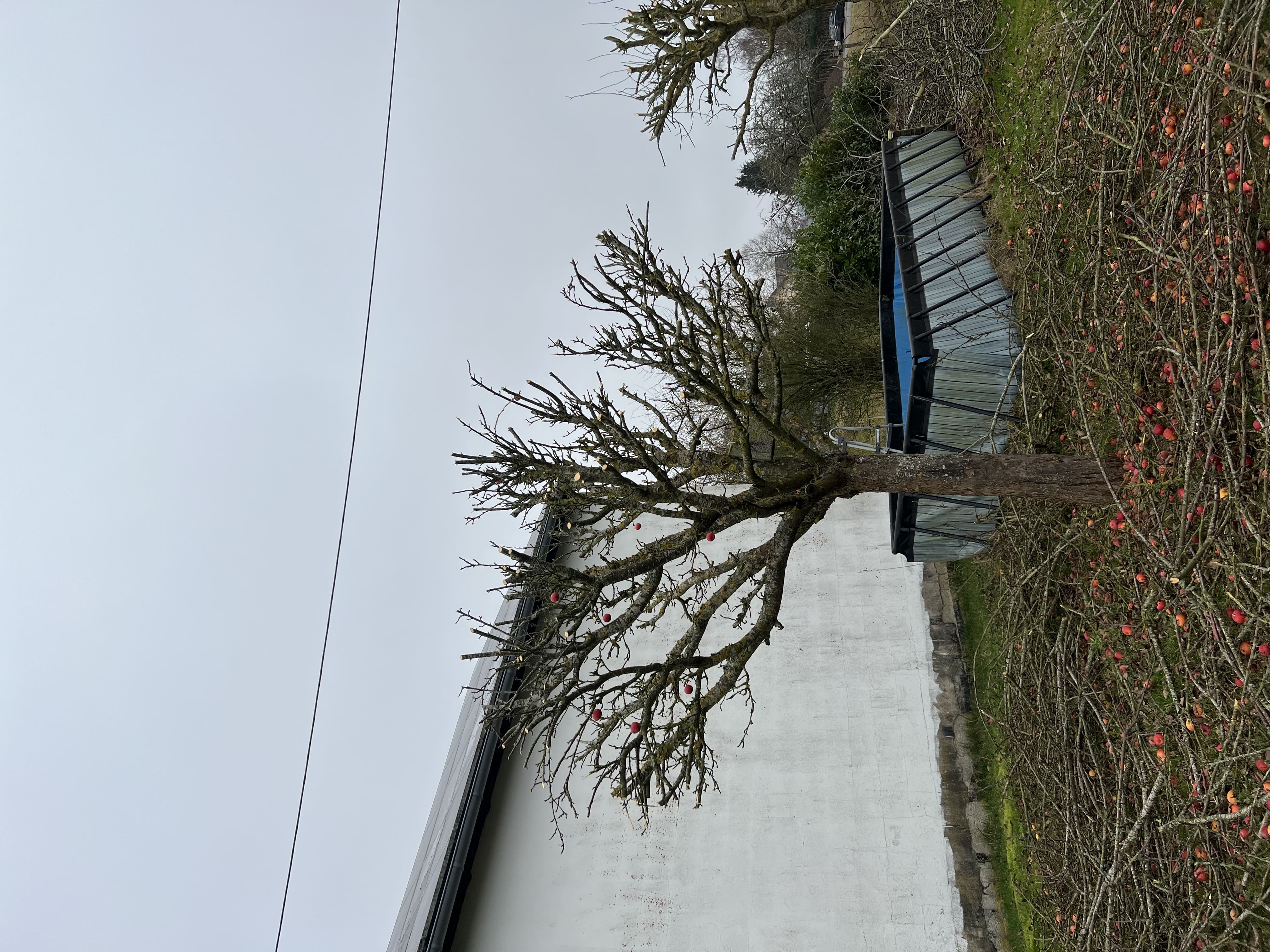 Zurückgeschnittener Obstbaum nach dem Schnitt