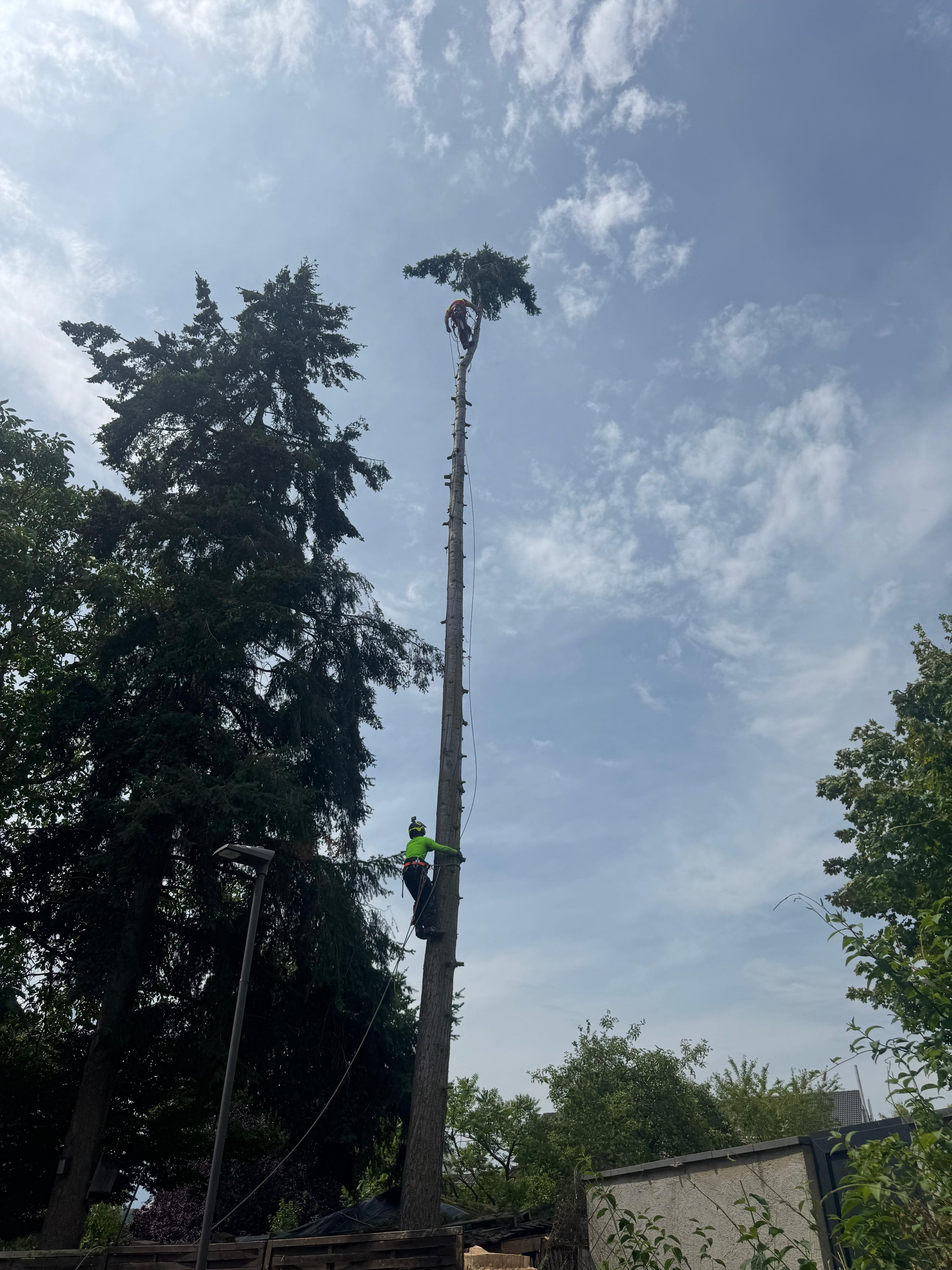 Baumdienst Schwall bei der Risikofällung